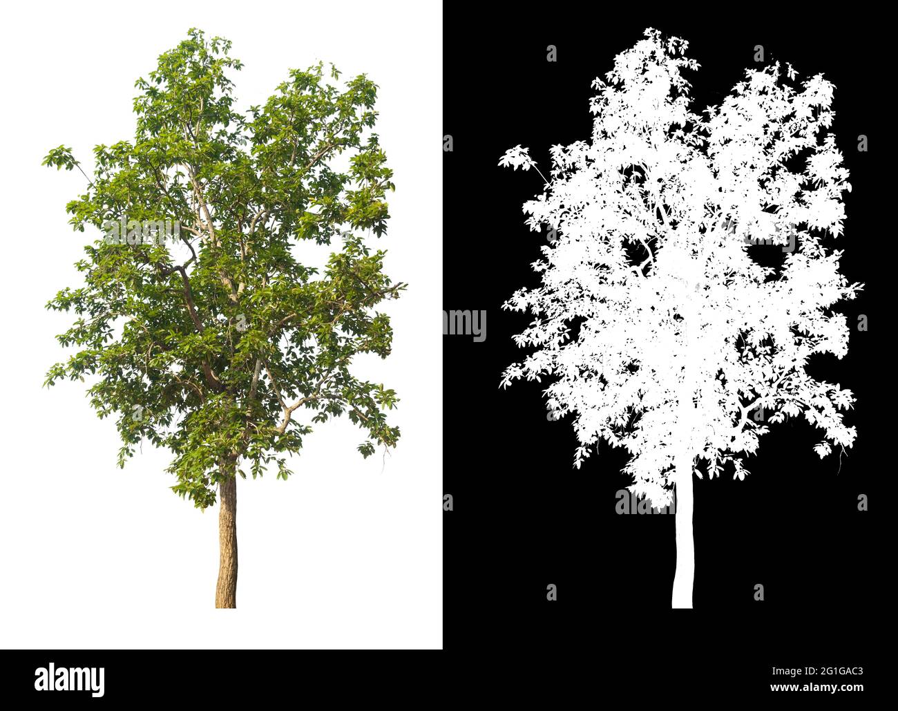 Green tree isolated on white background with post cut out original ...