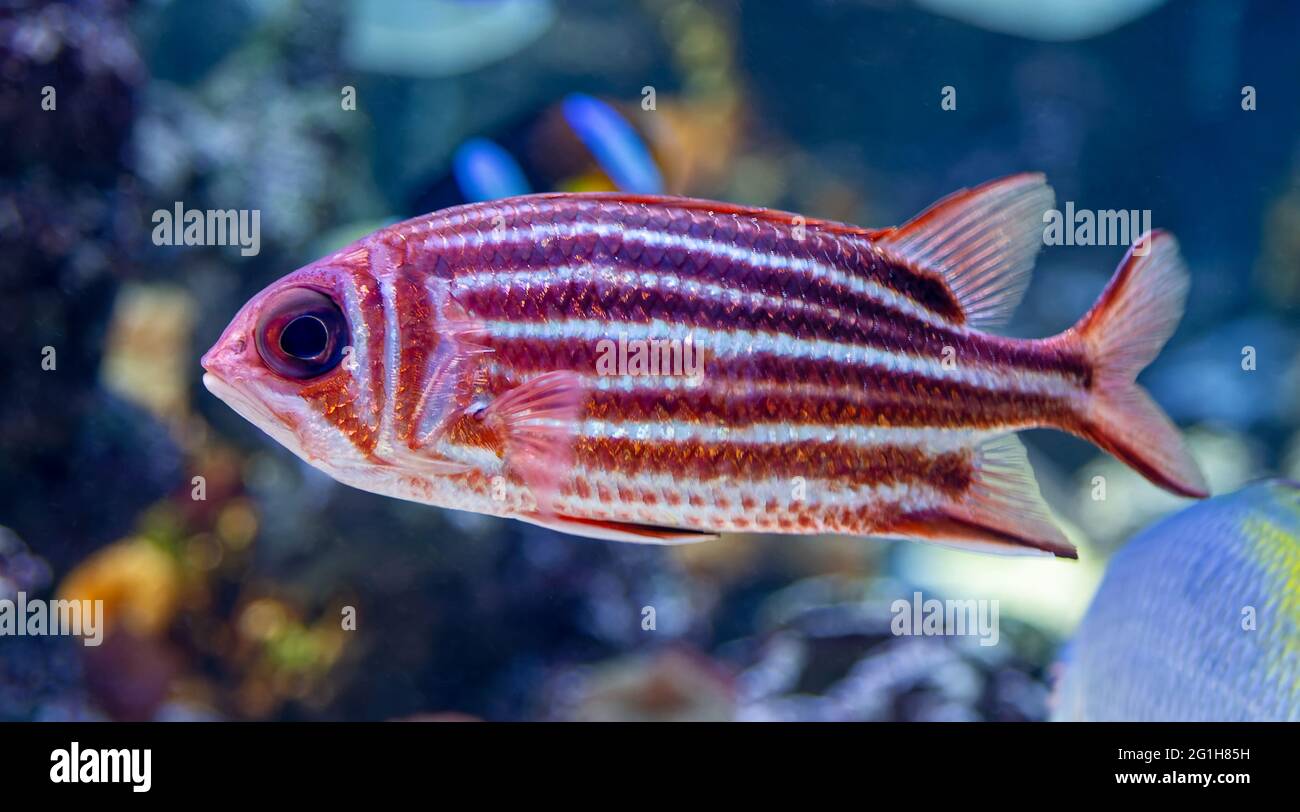 Close-up view of a Redcoat (Sargocentron rubrum) Stock Photo