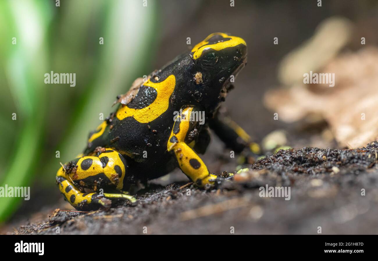 Close-up view of a Yellow-banded poison dart frog (Dendrobates leucomelas) Stock Photo