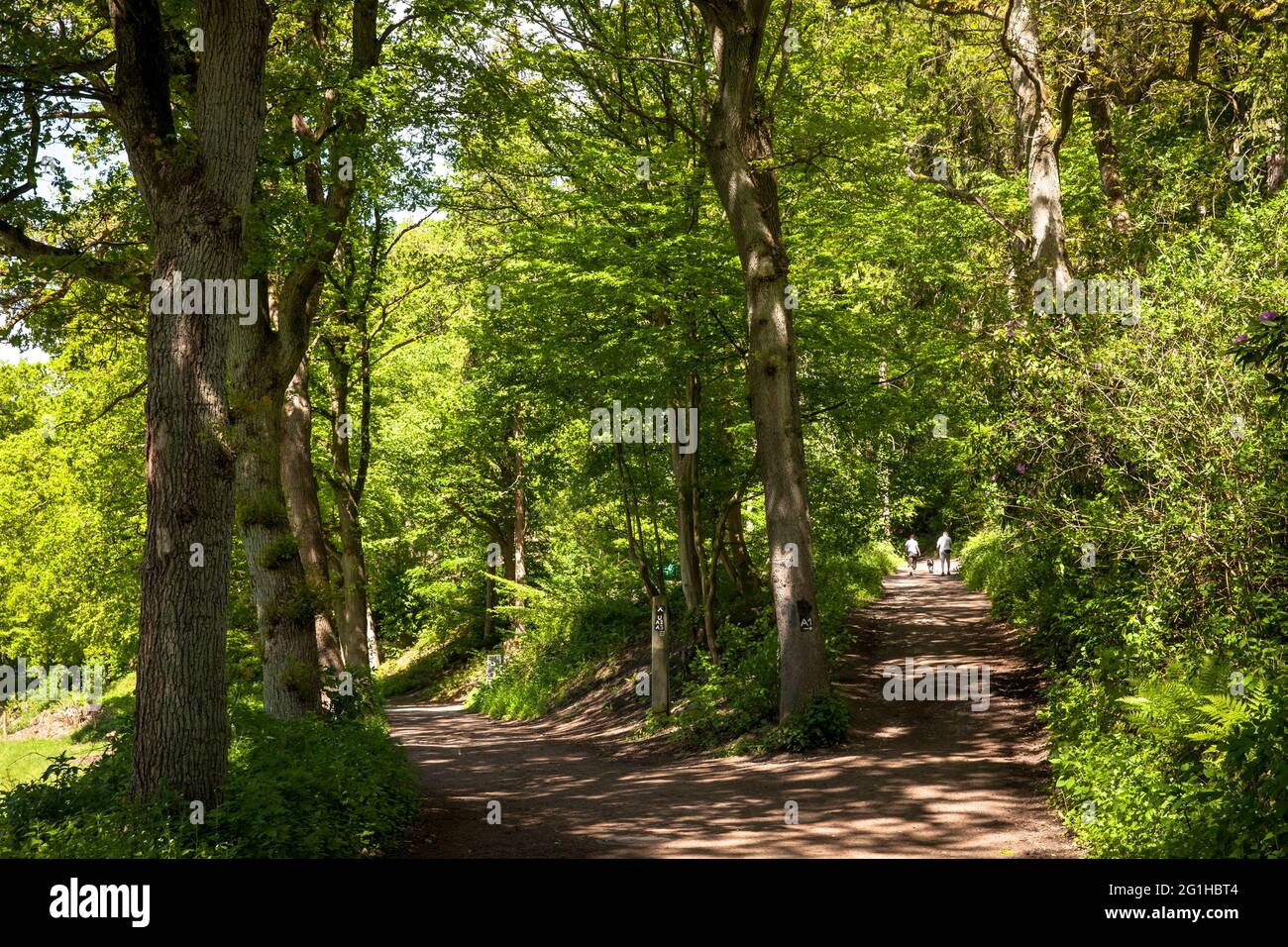 forest path in the Muttental valley near Witten-Bommern, mining hiking trail, Witten, North Rhine-Westphalia, Germany.  Waldweg im Muttental bei Witte Stock Photo