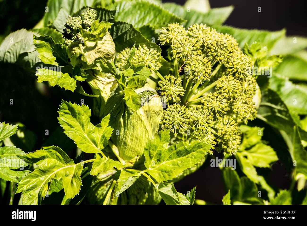 do not touch the big hogweed, it causes painful burns on the skin, in spring when the flowers are developing Stock Photo