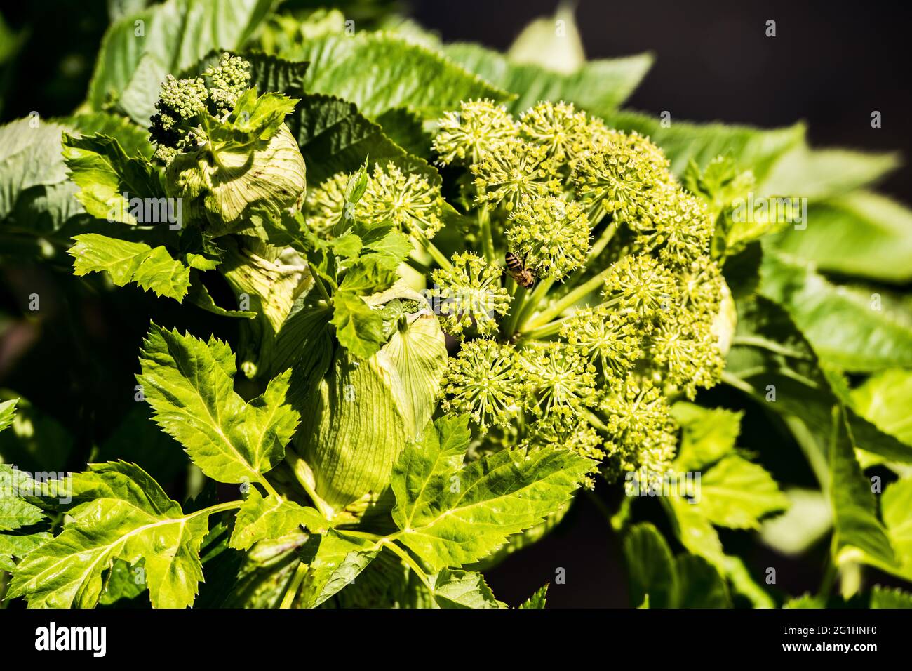 do not touch the big hogweed, it causes painful burns on the skin, in spring when the flowers are developing Stock Photo