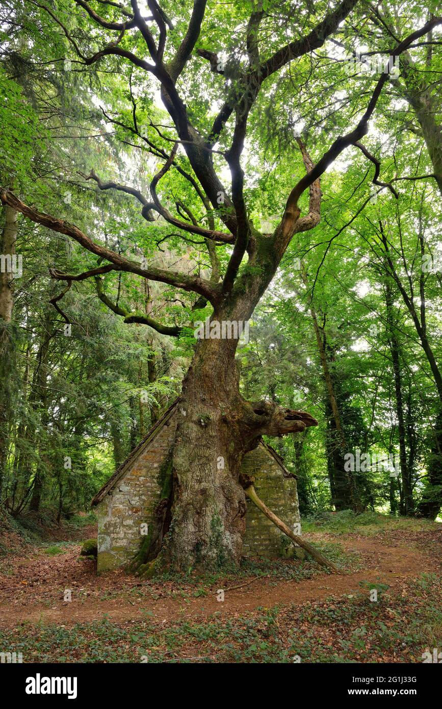 Louvigne du Desert (Brittany, north western France): oak tree and oratory of Tertre Alix Stock Photo