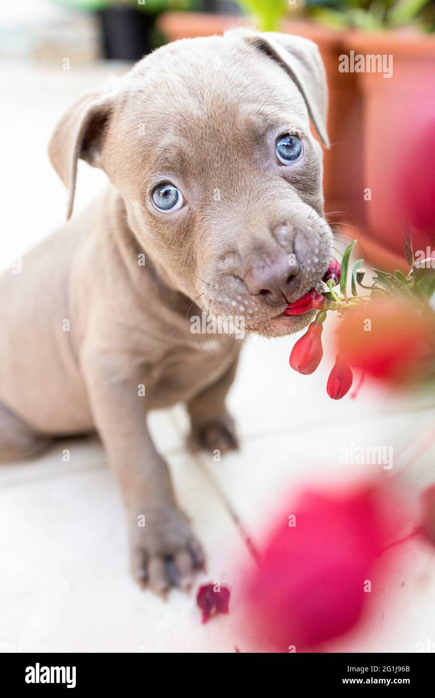 Puppy dog eats a flower Stock Photo Alamy