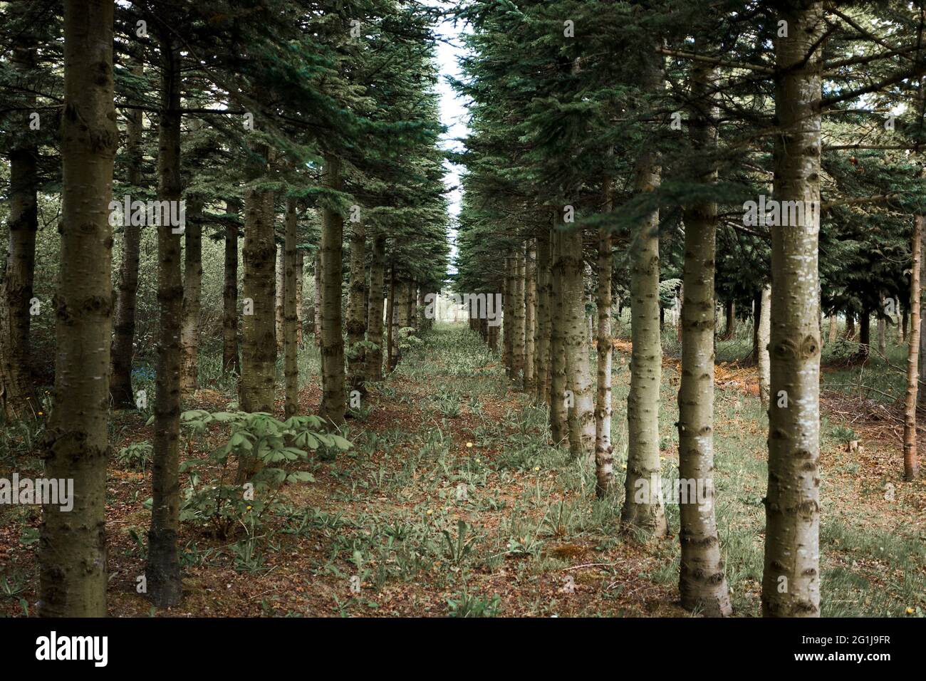 Green tall trees hi-res stock photography and images - Alamy