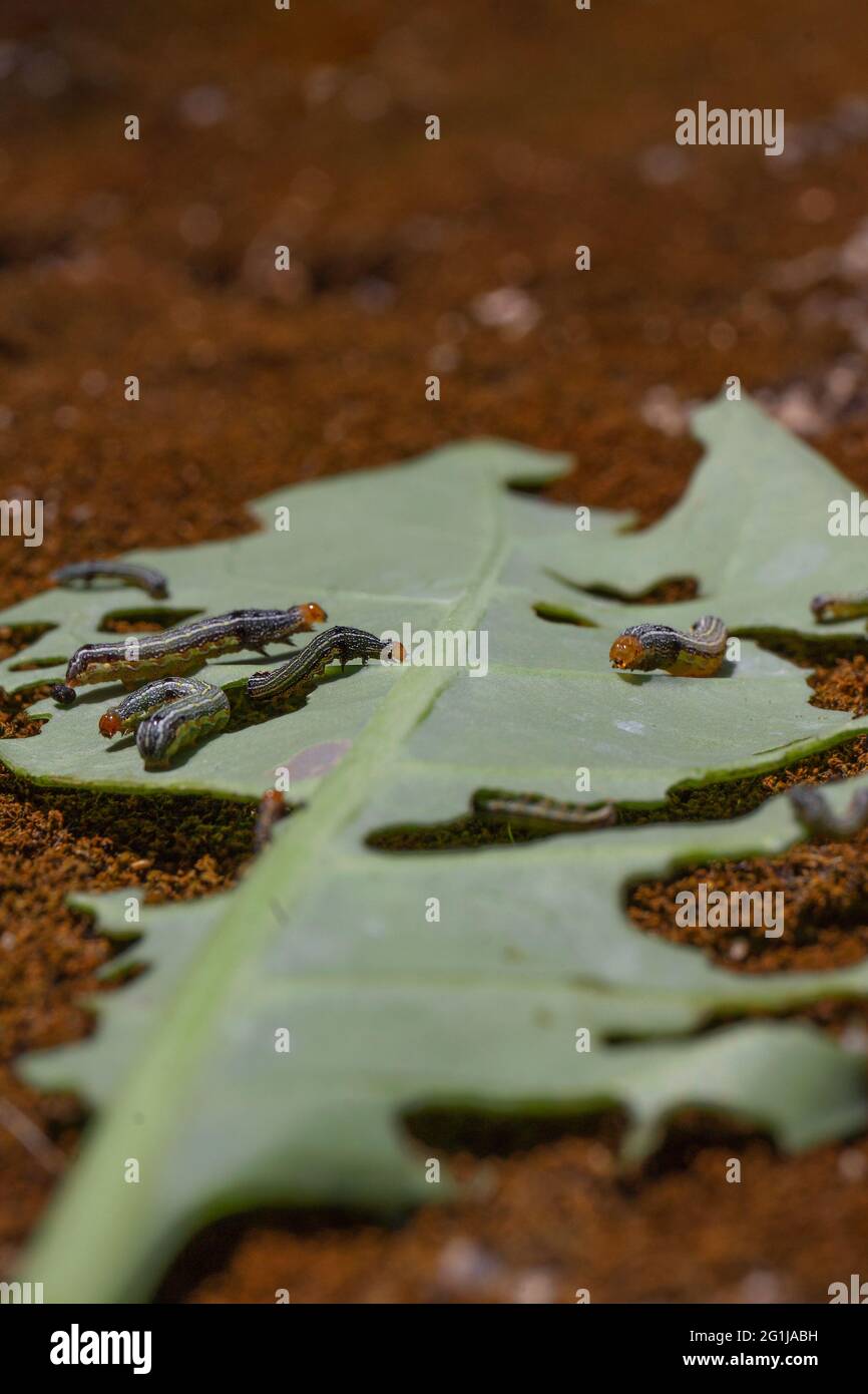 Vertical shot of caterpillars eating a leaf Stock Photo - Alamy
