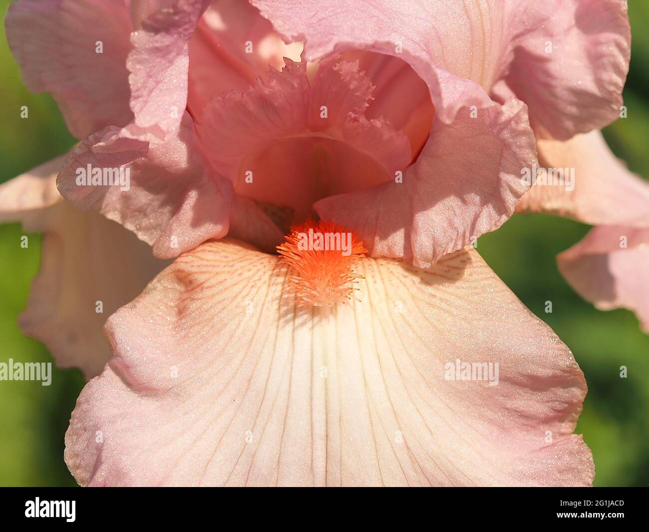macro of Peach color Iris petals and beard Stock Photo