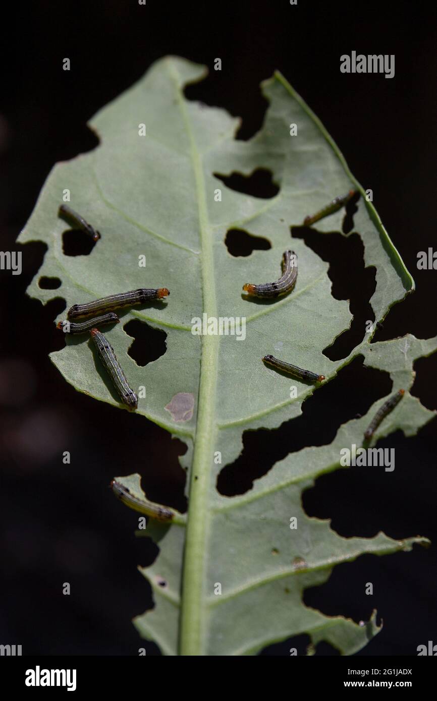 Vertical shot of caterpillars eating a leaf Stock Photo - Alamy