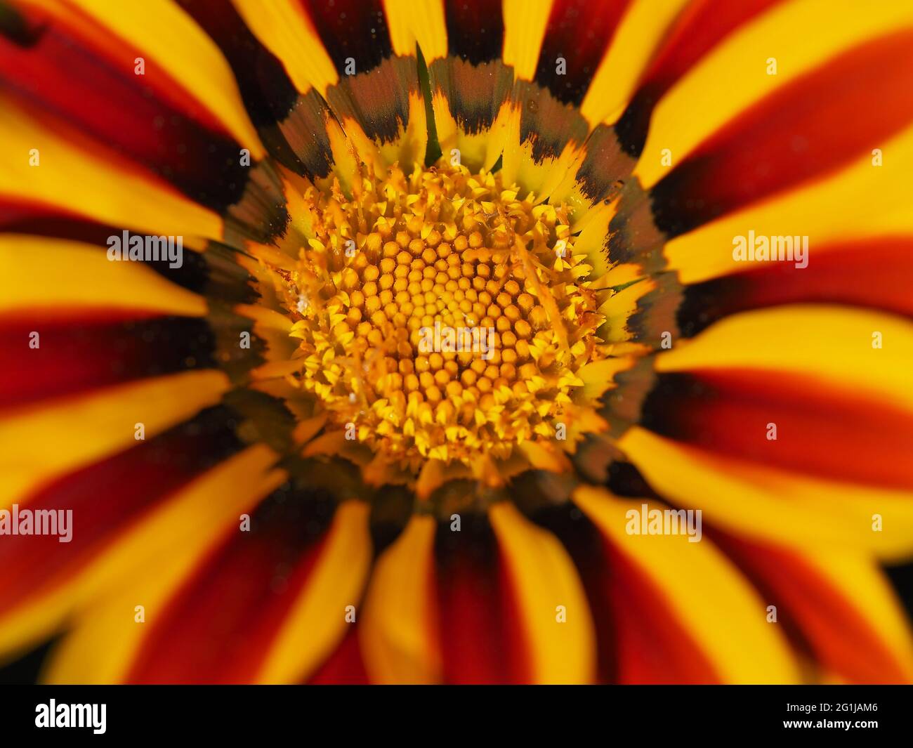 Macro Of Daybreak Red Stripe Flower Stock Photo Alamy