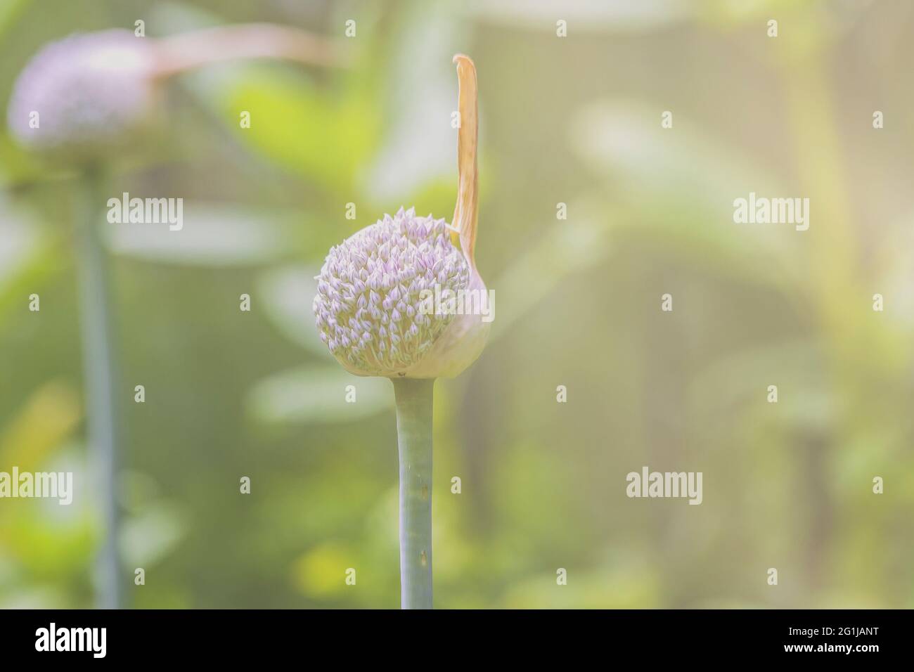 Allium flower buds opening in soft light Stock Photo Alamy