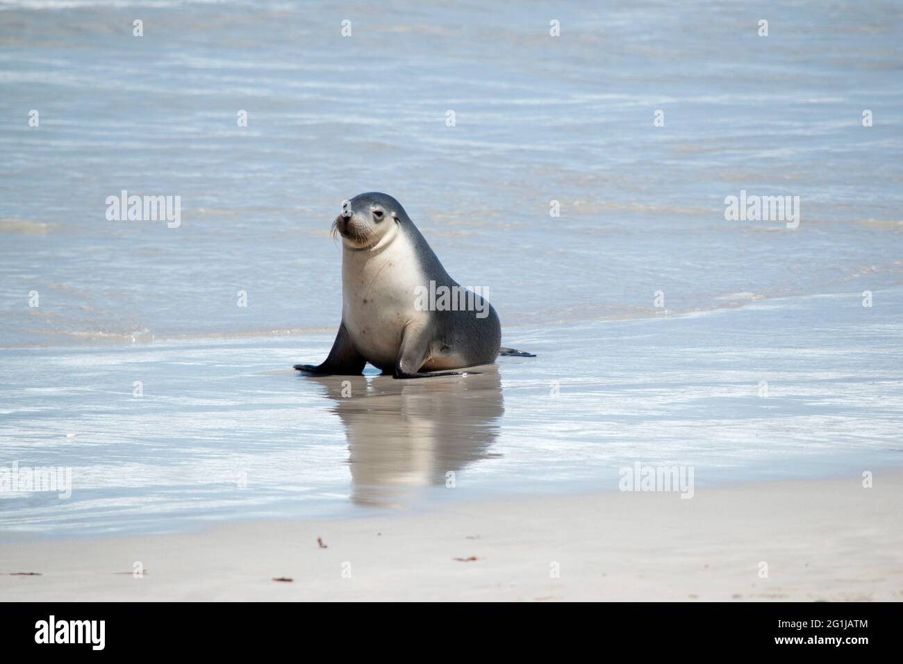 the sea lion is walking on the beach Stock Photo