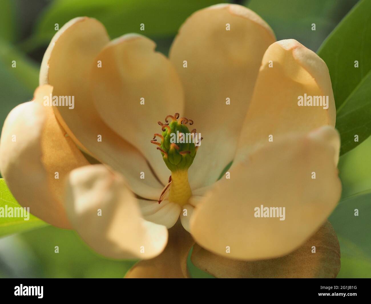 Macro of Dwarf Sweet Bay Magnolia Blossom Stock Photo
