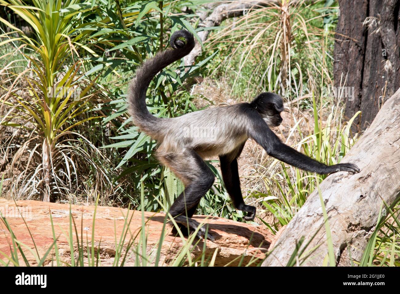 the spider monkey is a grey monkey with rings around his eyes and a ...