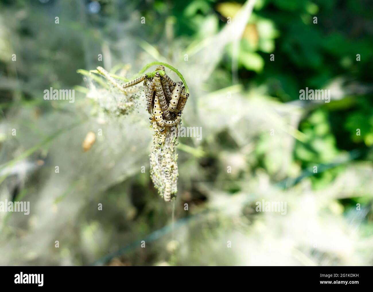 Communal larval web, ermine moths Stock Photo