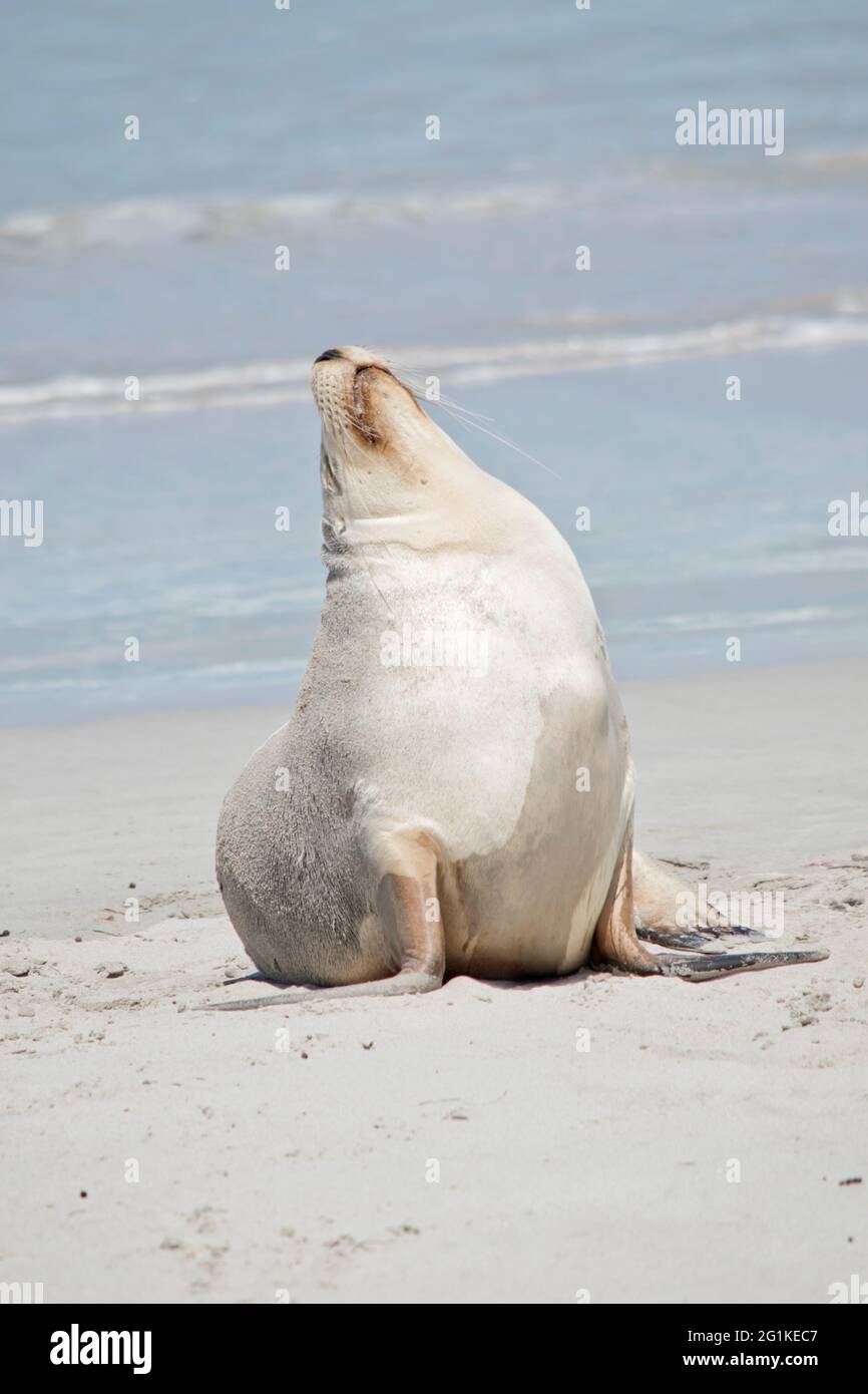 the sea lion is sunning herself on the beach Stock Photo