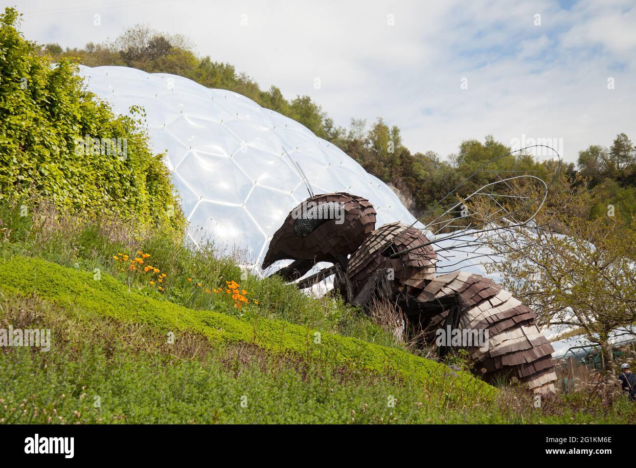 Giant Bee sculpture statue at Eden Project Botanical garden in Bodelva, Cornwall, UK, May 2021 Stock Photo