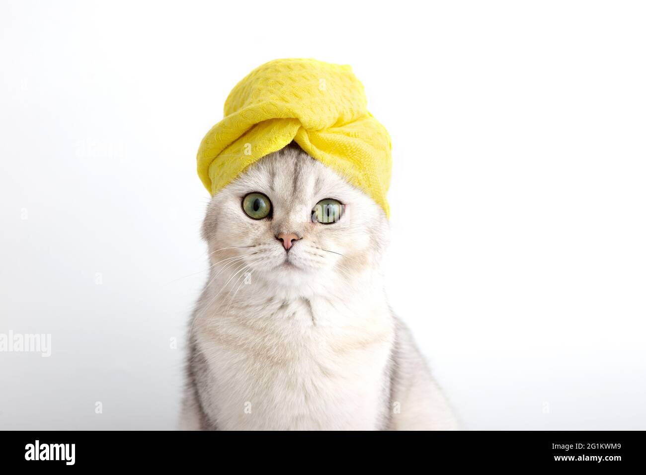 Portrait of a white beautiful cat in a yellow towel on her head ...