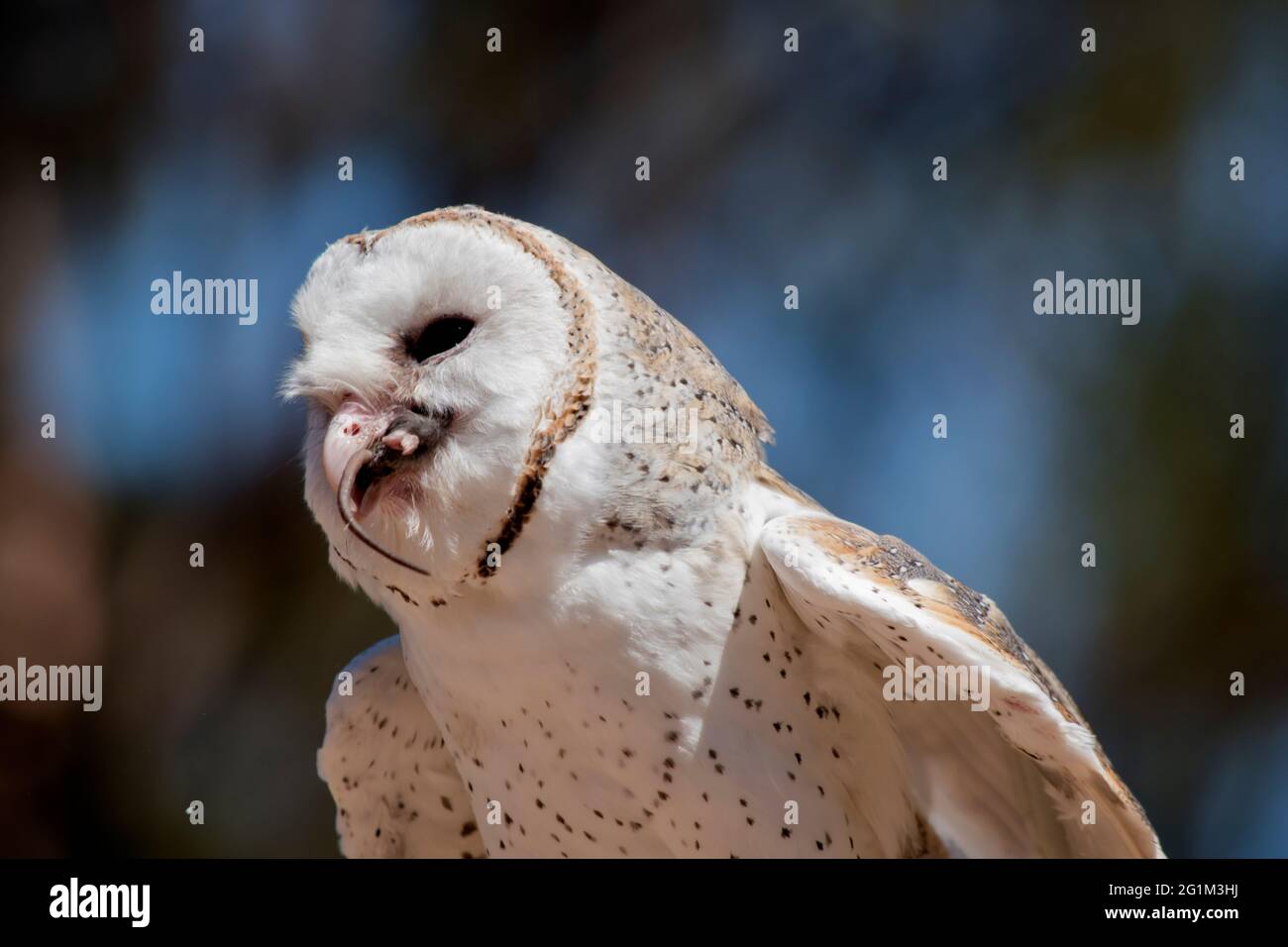 the barn owl is eating a rat Stock Photo Alamy