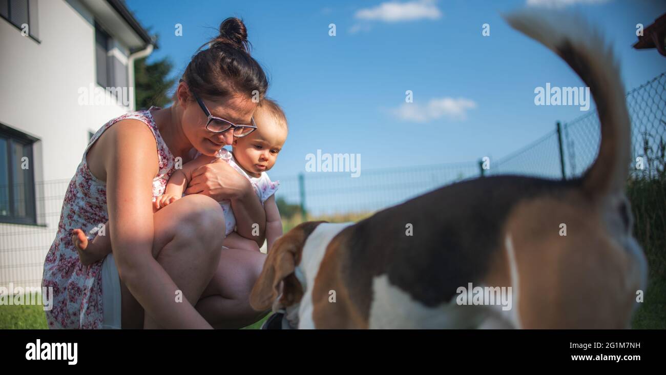 Adorable baby girl with mother and beagle family dog in backyard. Stock Photo
