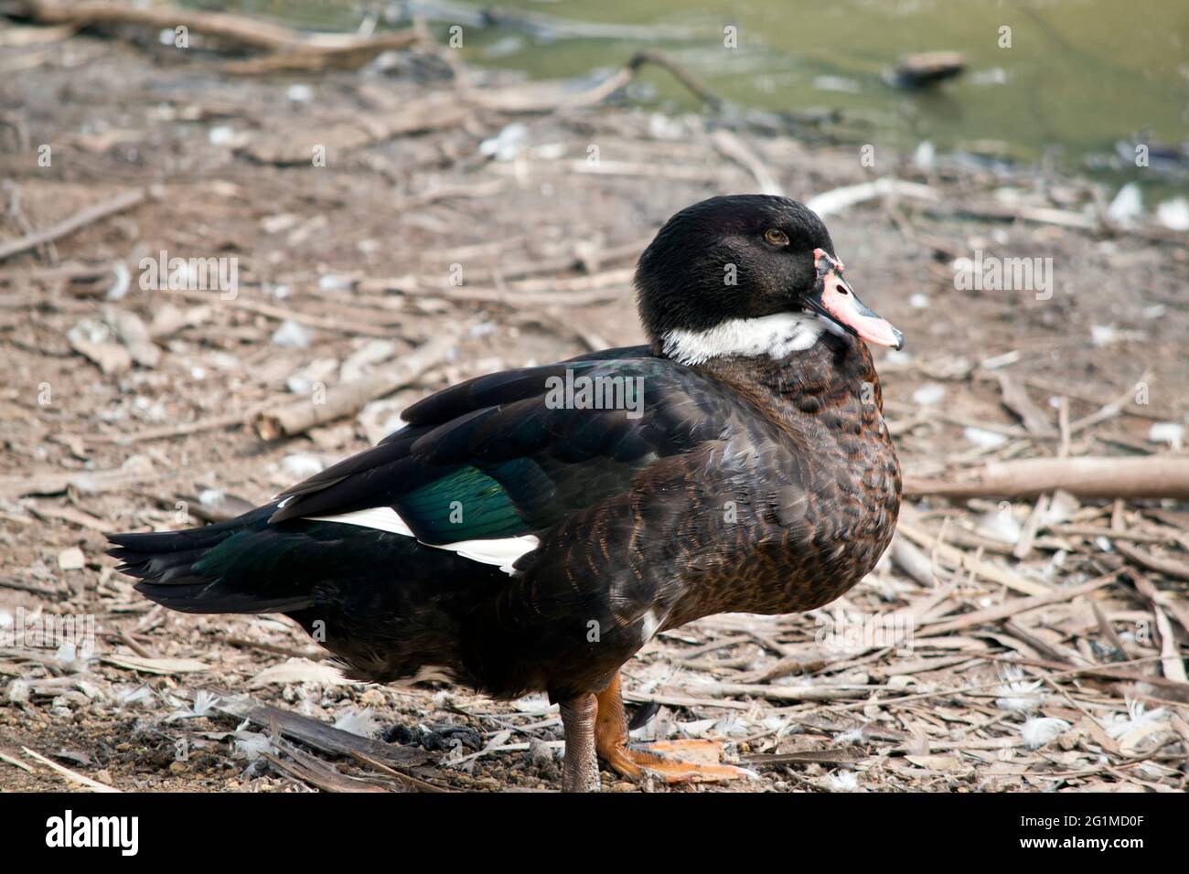 Ducks Rashes Picture the muscovy duck has red lesions on its face Stock Photo - Alamy