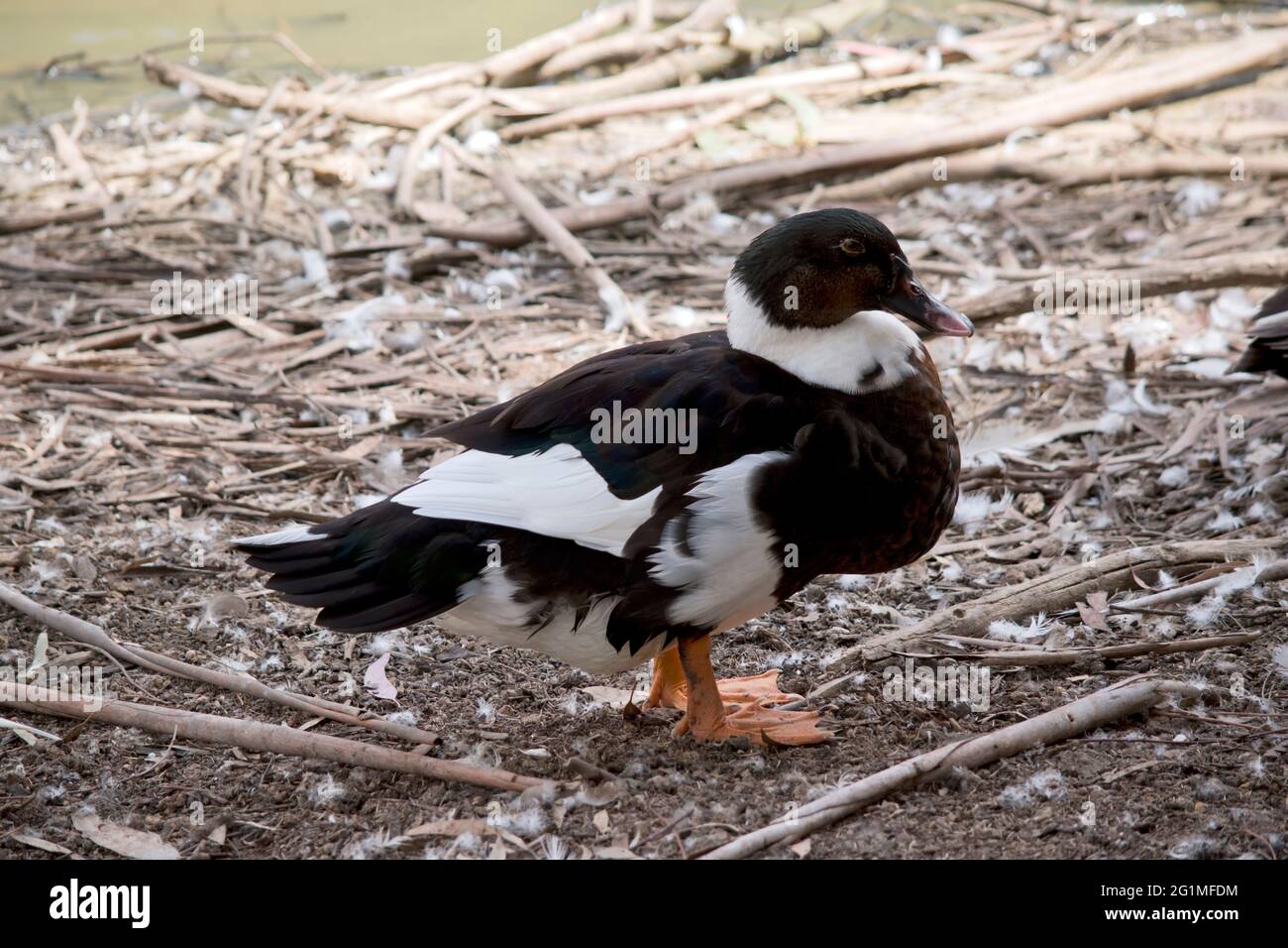 Ducks Rashes Picture Red lesions hi-res stock photography and images - Alamy