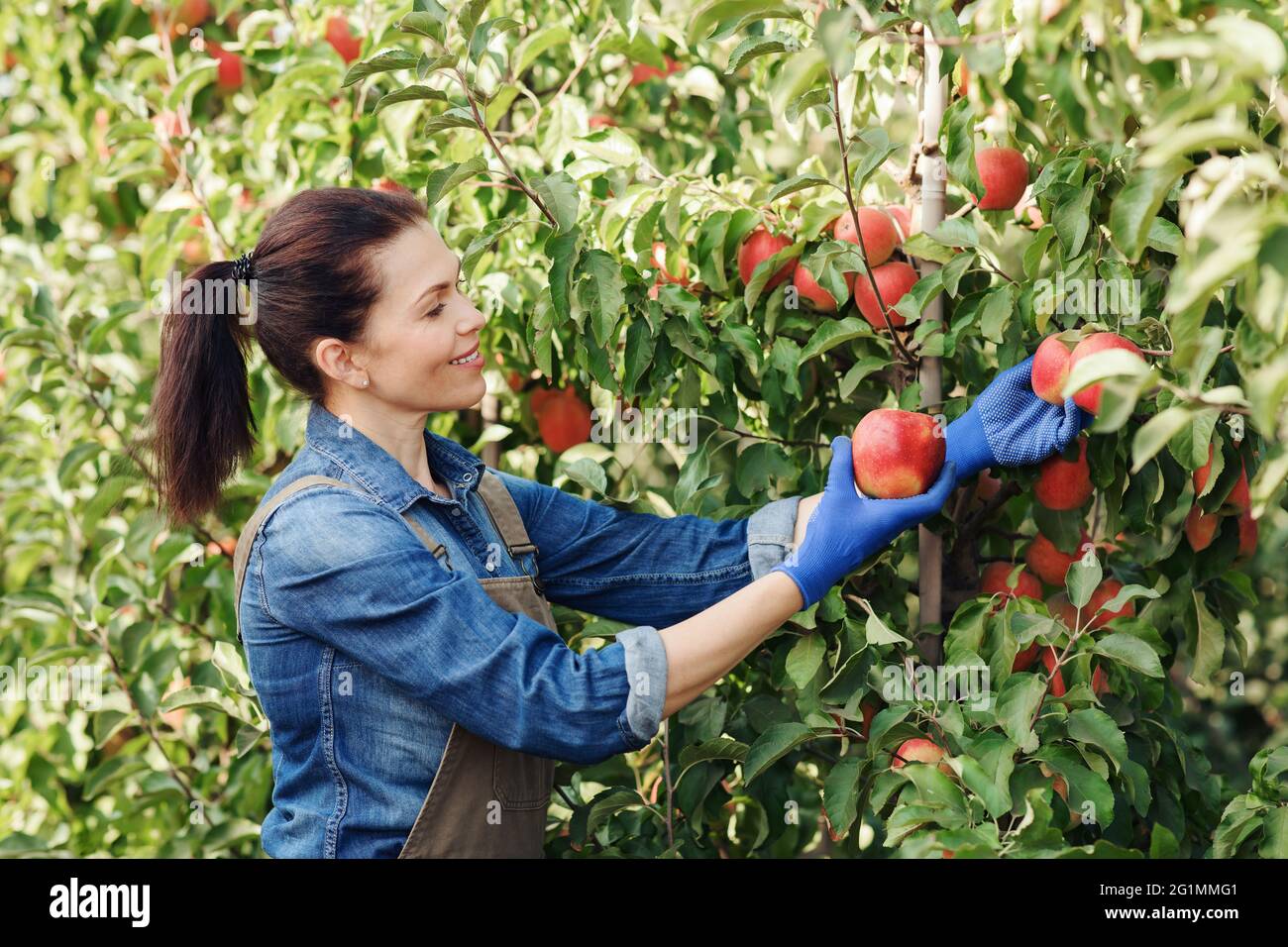 Fruit industry, business and startup, harvesting on farm Stock Photo