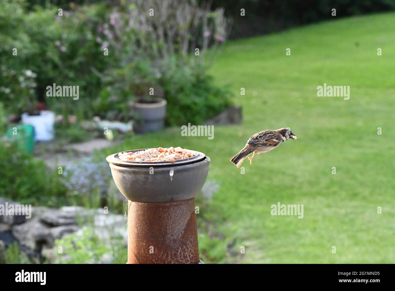 sparrow diving with a seed in its mouth from an old chimney pot bird feeder Stock Photo