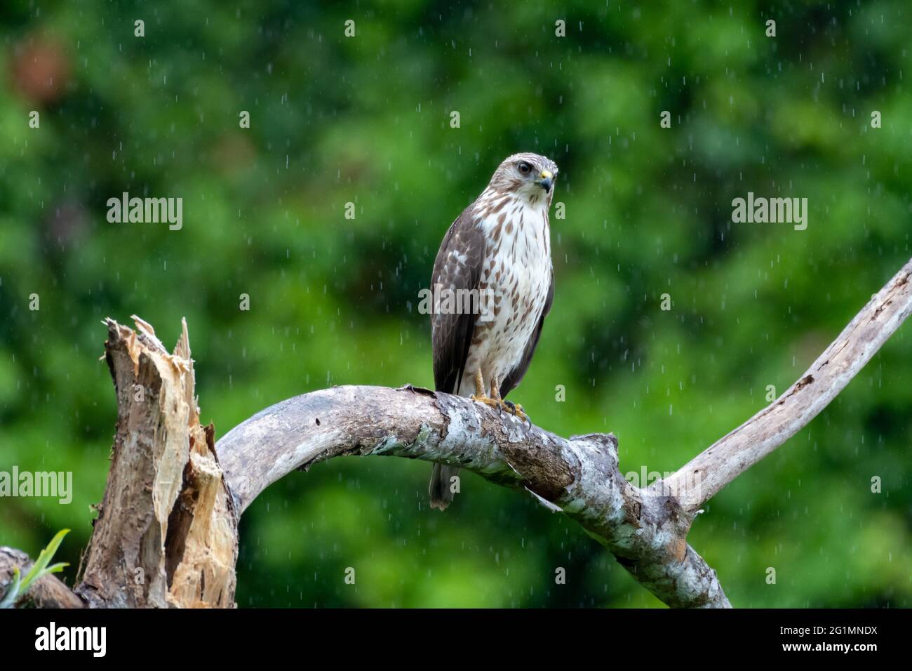 A juvenile Broad-winged Hawk (buteo platypterus) perching in a tree in the rainforest. Raptor at rest. Bird of prey in nature. Wildlfie. Stock Photo