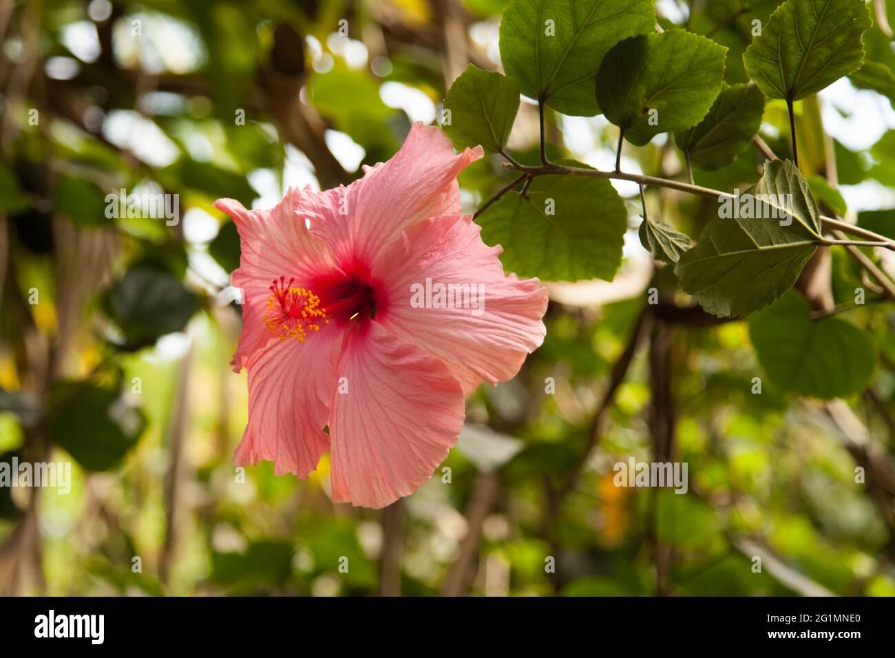 Hawaiian hibiscus 'rosa sinensis' growing at The Eden Project
