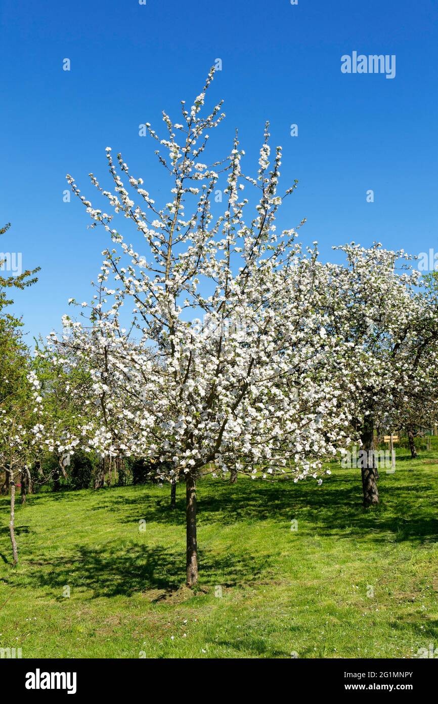 France, Bas Rhin, Pays de Hanau (Hanau Land), Ringendorf orchard in the  spring, apple tree in bloom Stock Photo - Alamy