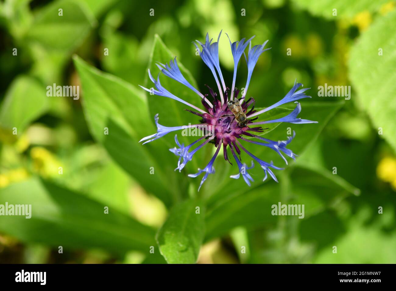 An English working bee collecting pollen from the center of a Centaurea Montana plant Stock Photo