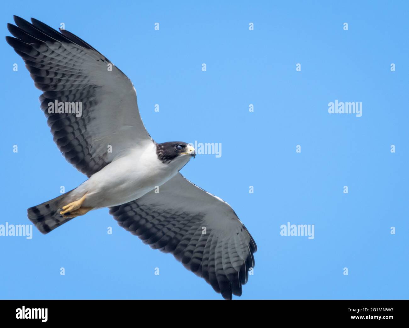 Short tailed hawk buteo brachyurus hi-res stock photography and images -  Alamy