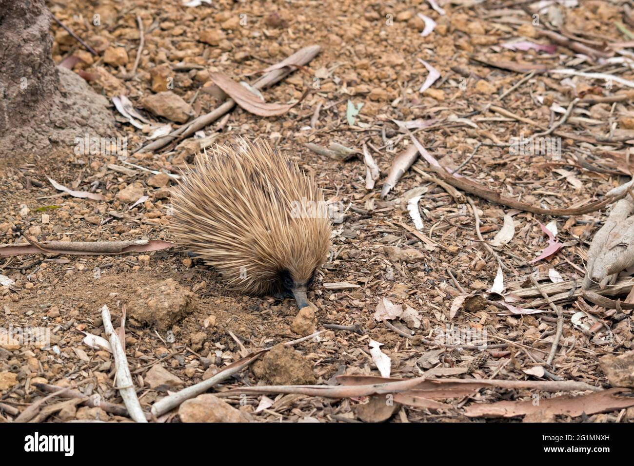 the short nosed echidna has spikes for defense against predictors Stock Photo