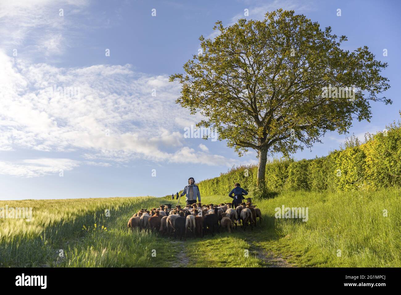 France, Indre et Loire, Chaveignes, transhumance of the sheep of the Shepherds of Veude in Chaveignes, towards the limestone hillsides of Rilly-sur-Vienne, the meadows belonging to the Departmental Council are classified ZNIEFF (natural areas of ecological interest in faunistic and floristic) Stock Photo