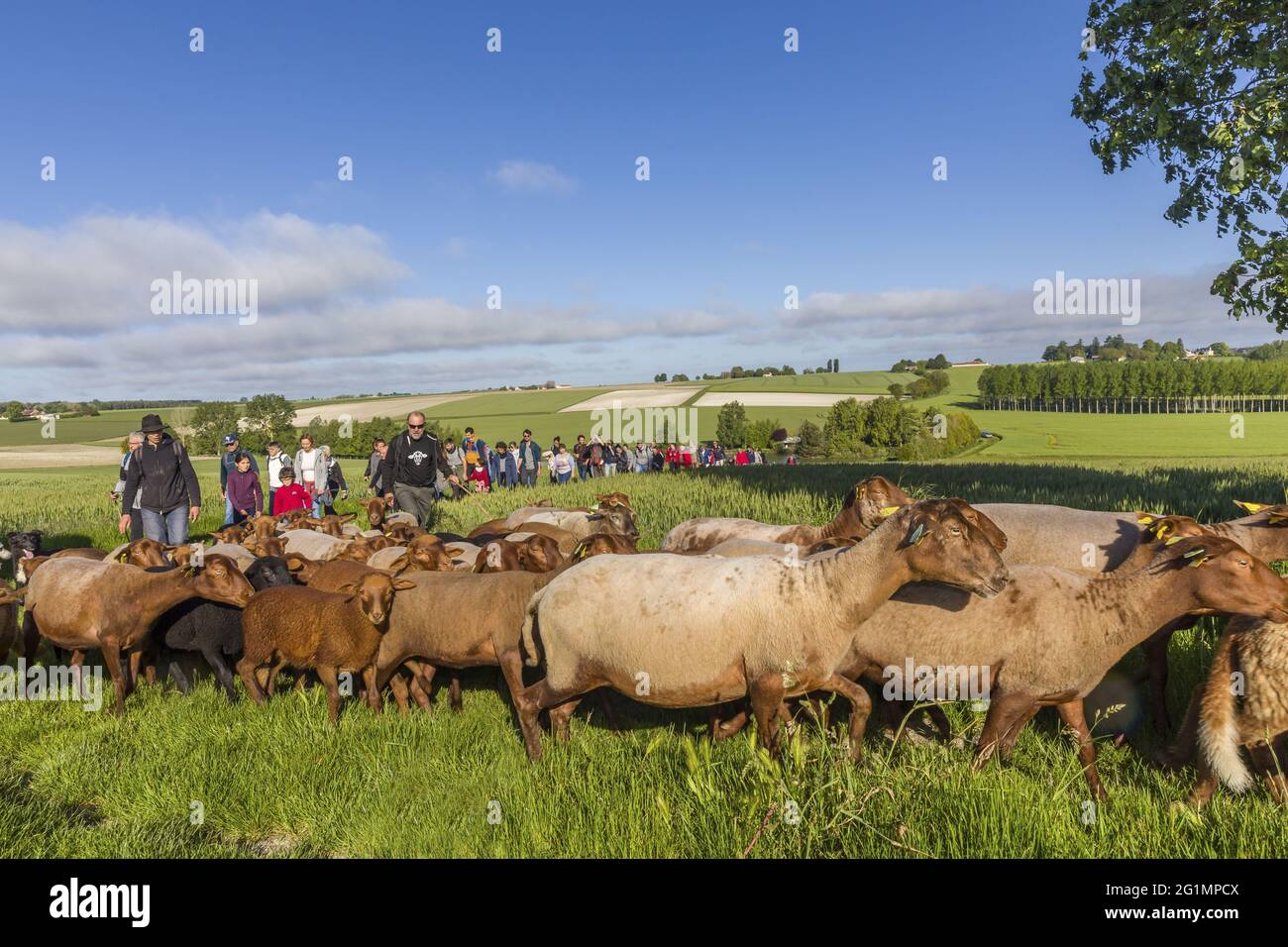 France, Indre et Loire, Luz�, transhumance of the sheep of the Shepherds of Veude in Chaveignes, towards the limestone hillsides of Rilly-sur-Vienne, the meadows belonging to the Departmental Council are classified ZNIEFF (natural areas of ecological interest in faunistic and floristic) Stock Photo