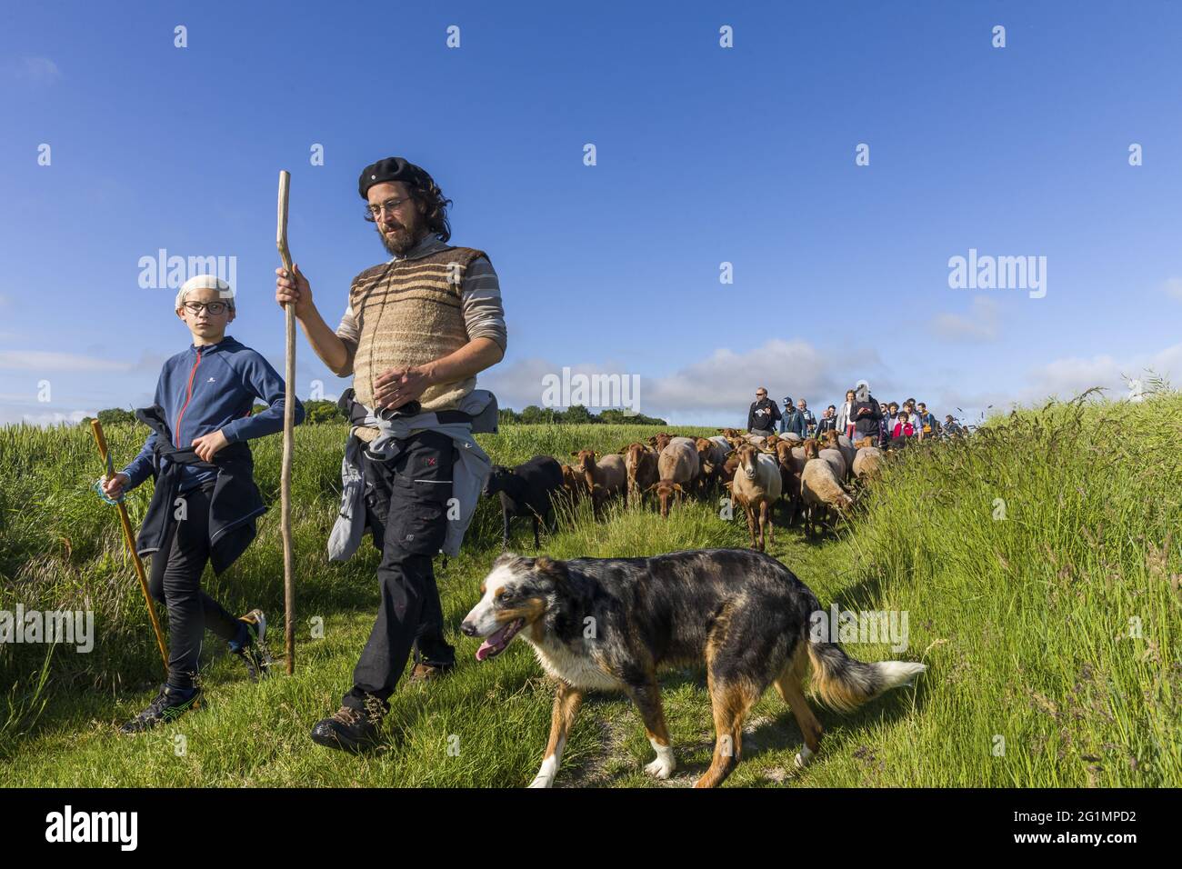 France, Indre et Loire, Luz�, transhumance of the sheep of the Shepherds of Veude in Chaveignes, towards the limestone hillsides of Rilly-sur-Vienne, the meadows belonging to the Departmental Council are classified ZNIEFF (natural areas of ecological interest in faunistic and floristic) Stock Photo
