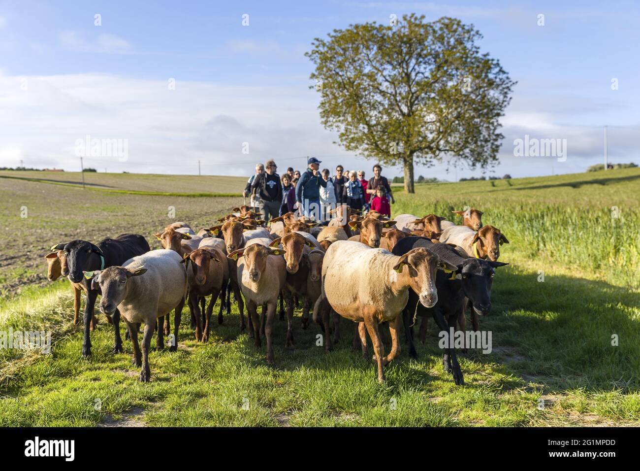France, Indre et Loire, Braslou, transhumance of the sheep of the Shepherds of Veude in Chaveignes, towards the limestone hillsides of Rilly-sur-Vienne, the meadows belonging to the Departmental Council are classified ZNIEFF (natural areas of ecological interest in faunistic and floristic) Stock Photo