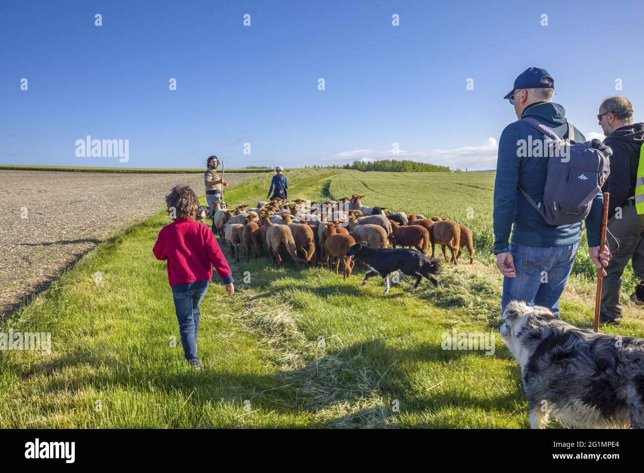 France, Indre et Loire, Braslou, transhumance of the sheep of the Shepherds of Veude in Chaveignes, towards the limestone hillsides of Rilly-sur-Vienne, the meadows belonging to the Departmental Council are classified ZNIEFF (natural areas of ecological interest in faunistic and floristic) Stock Photo