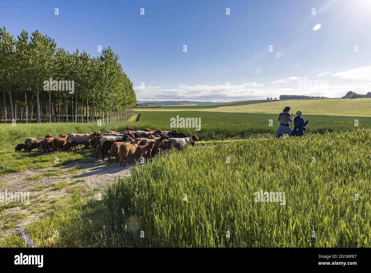 France, Indre et Loire, Courcou�, transhumance of the sheep of the Shepherds of Veude in Chaveignes, towards the limestone hillsides of Rilly-sur-Vienne, the meadows belonging to the Departmental Council are classified ZNIEFF (natural areas of ecological interest in faunistic and floristic) Stock Photo