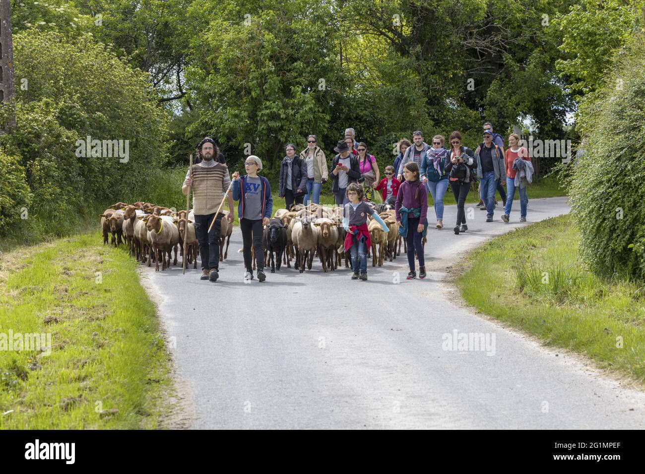 France, Indre et Loire, Rilly-sur-Vienne, transhumance of the sheep of the Shepherds of Veude in Chaveignes, towards the limestone hillsides of Rilly-sur-Vienne, the meadows belonging to the Departmental Council are classified ZNIEFF (natural areas of ecological interest in faunistic and floristic) Stock Photo