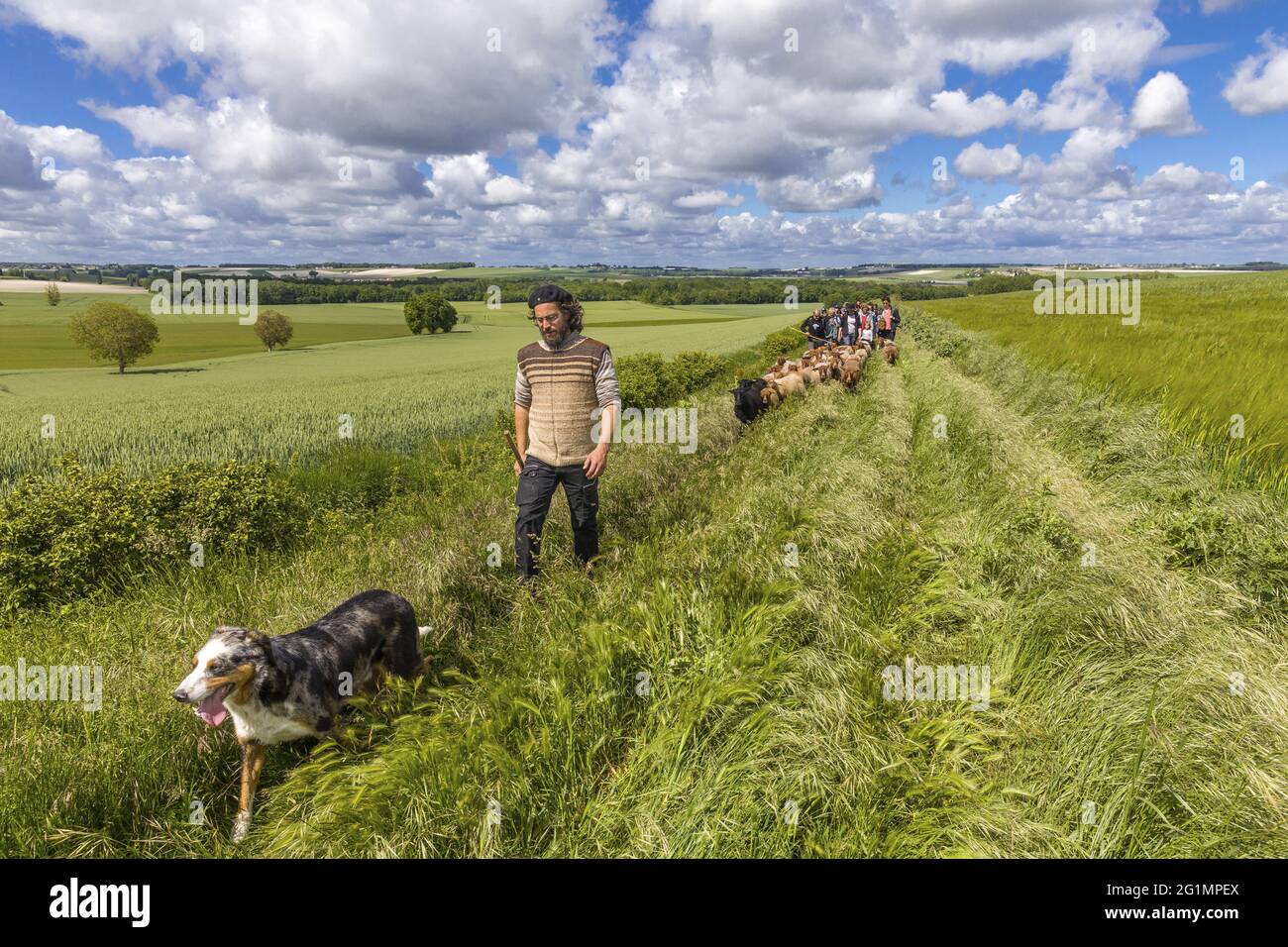 France, Indre et Loire, Luz�, transhumance of the sheep of the Shepherds of Veude in Chaveignes, towards the limestone hillsides of Rilly-sur-Vienne, the meadows belonging to the Departmental Council are classified ZNIEFF (natural areas of ecological interest in faunistic and floristic) Stock Photo