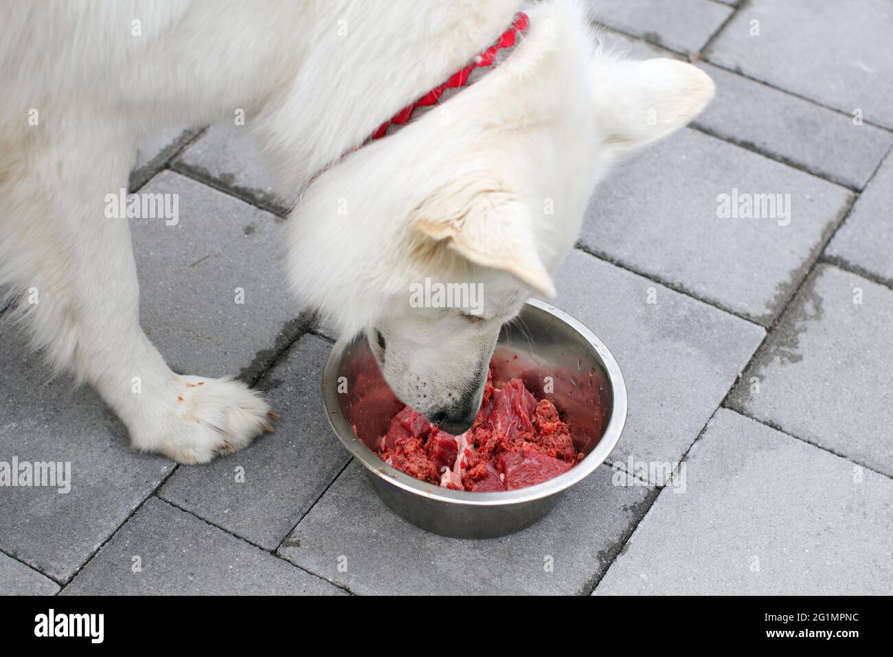 Can I Feed Dogs Raw Mince