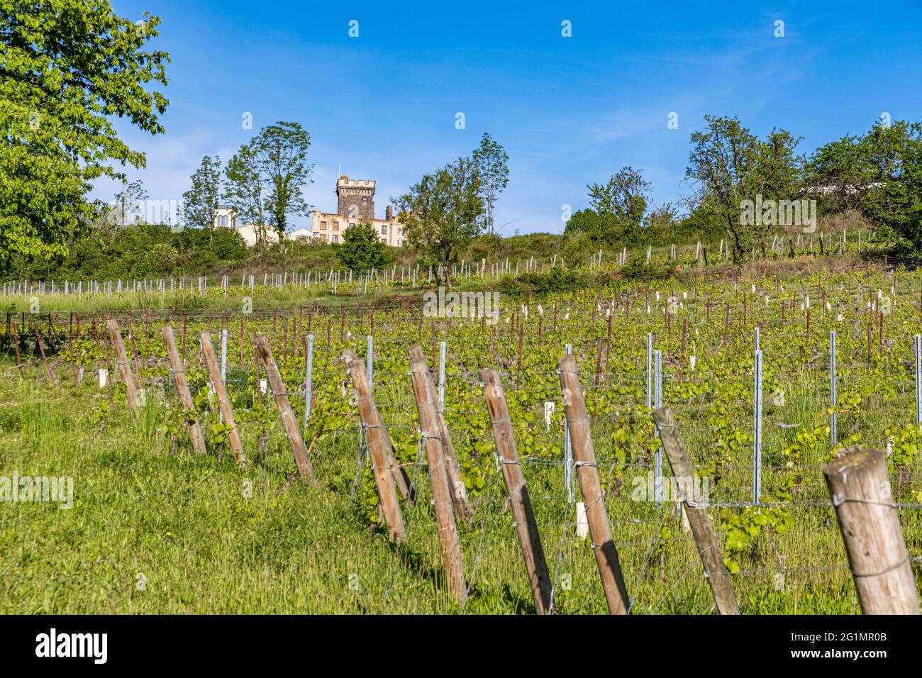 France, Puy de Dome, Chateaugay, vineyard of Chateaugay, AOC Cotes d