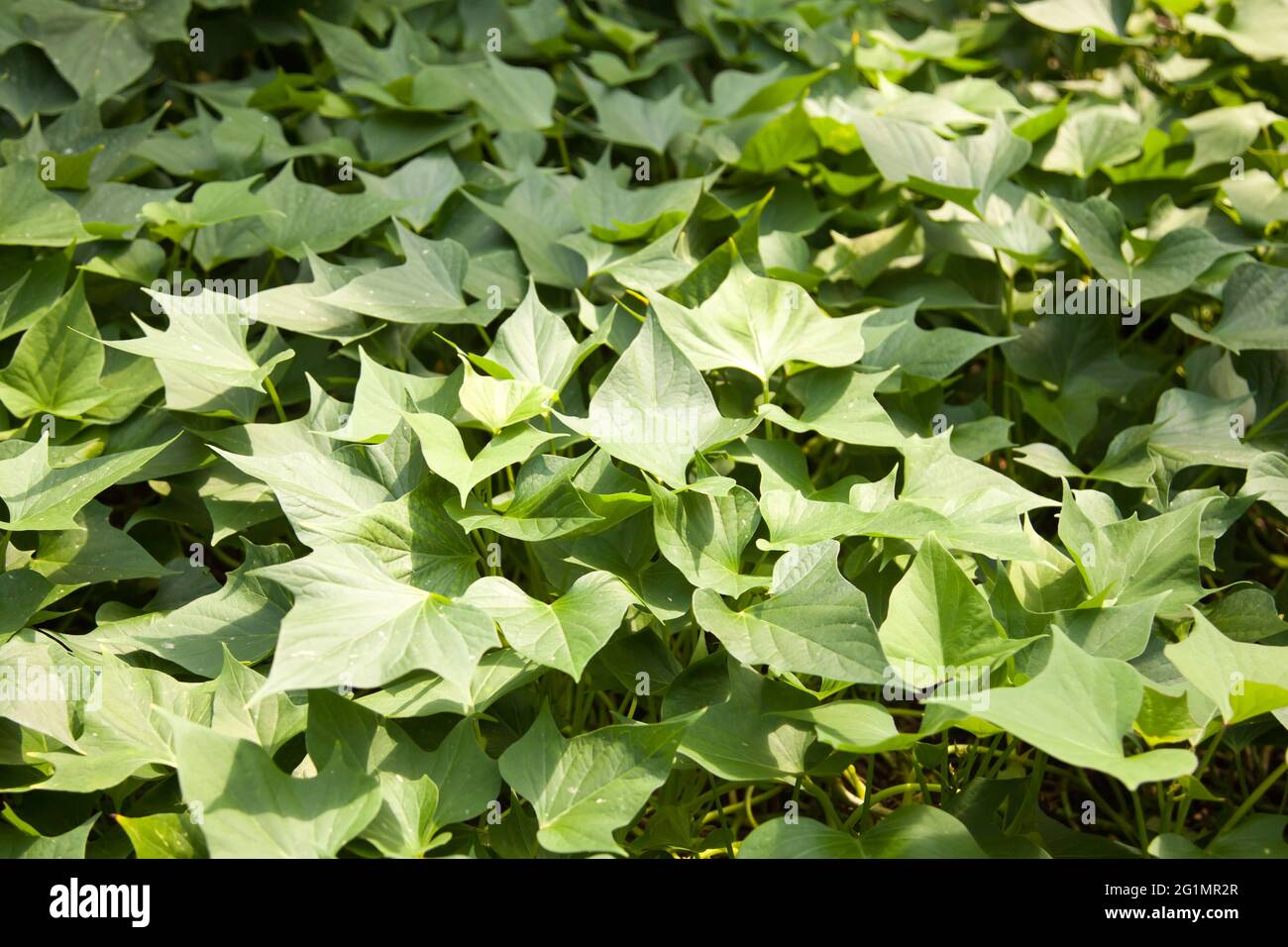 Sweet Potato plants 'Ipomoea batatas' in jungle at The Eden Project Rainforest Biome Cornwall UK, May 2021 Stock Photo