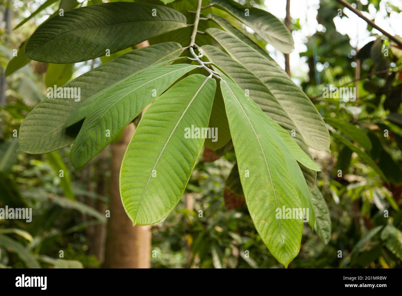 Black Plum 'Vitex doniana' leaves at The Eden Project Rainforest Biome Cornwall UK, May 2021 Stock Photo