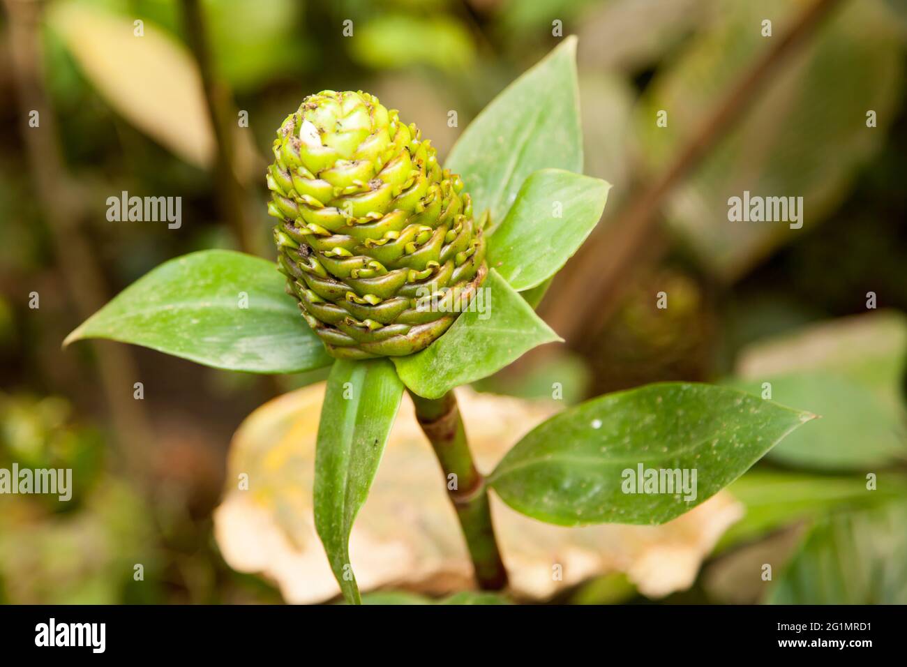 Spiral Ginger 'Costus afer' fruit at The Eden Project Rainforest Biome Cornwall UK, May 2021 Stock Photo