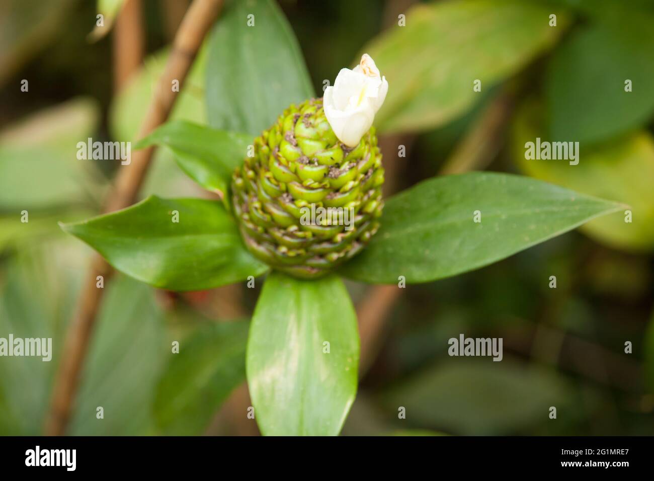 Spiral Ginger 'Costus afer' fruit in flower at The Eden Project Rainforest Biome Cornwall UK, May 2021 Stock Photo