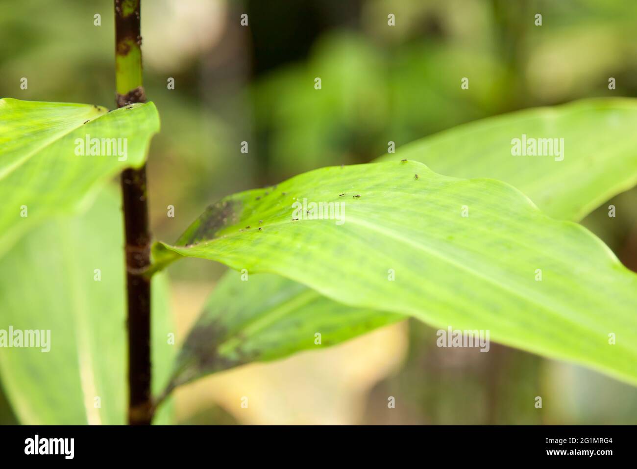 Ants on Spiral Ginger 'Costus afer' leaves at The Eden Project Rainforest Biome Cornwall UK, May 2021 Stock Photo