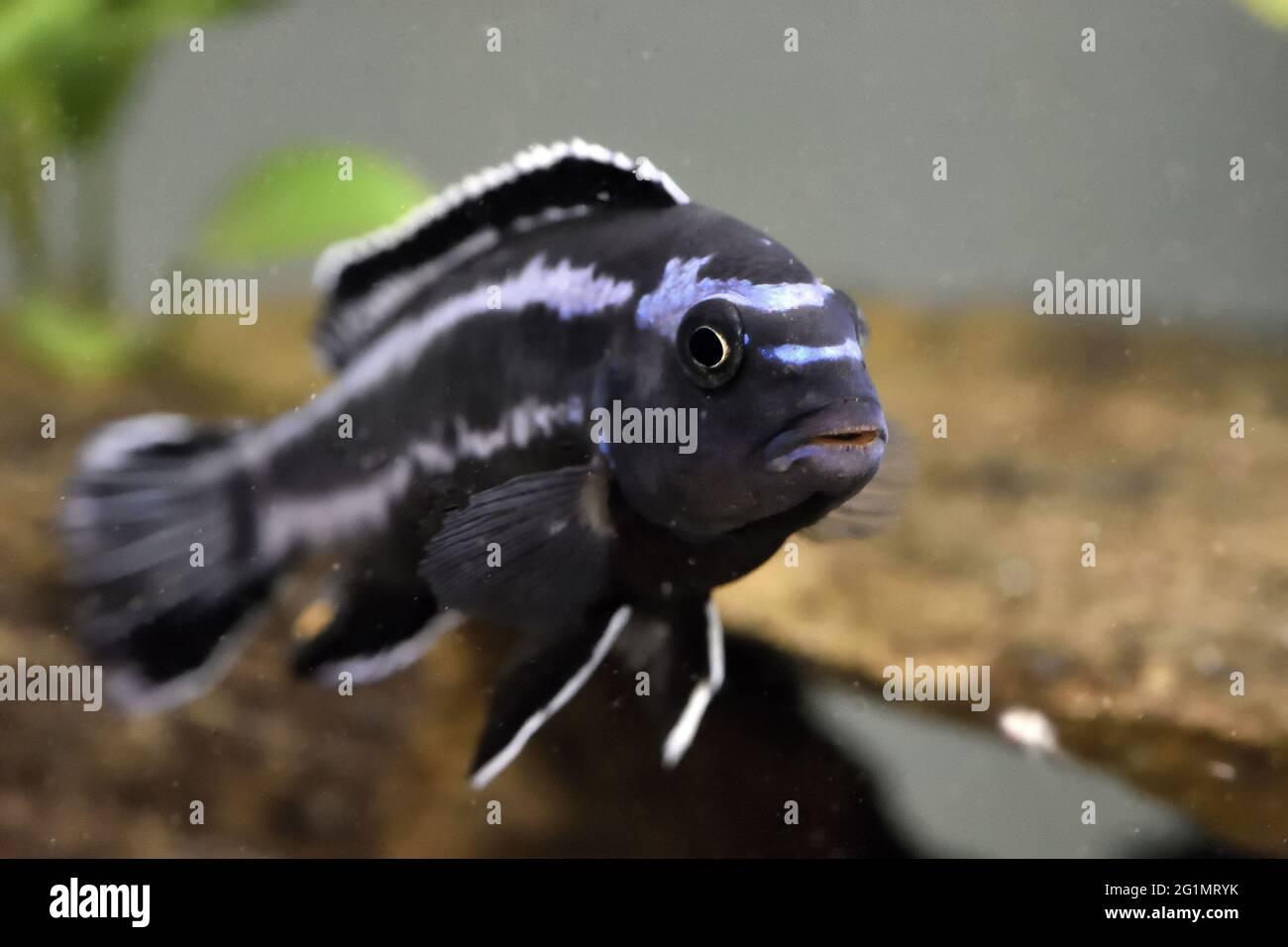 France, Territoire de Belfort, house, aquarium, fish from Lake Malawi, Melanochromis johanni, male Stock Photo