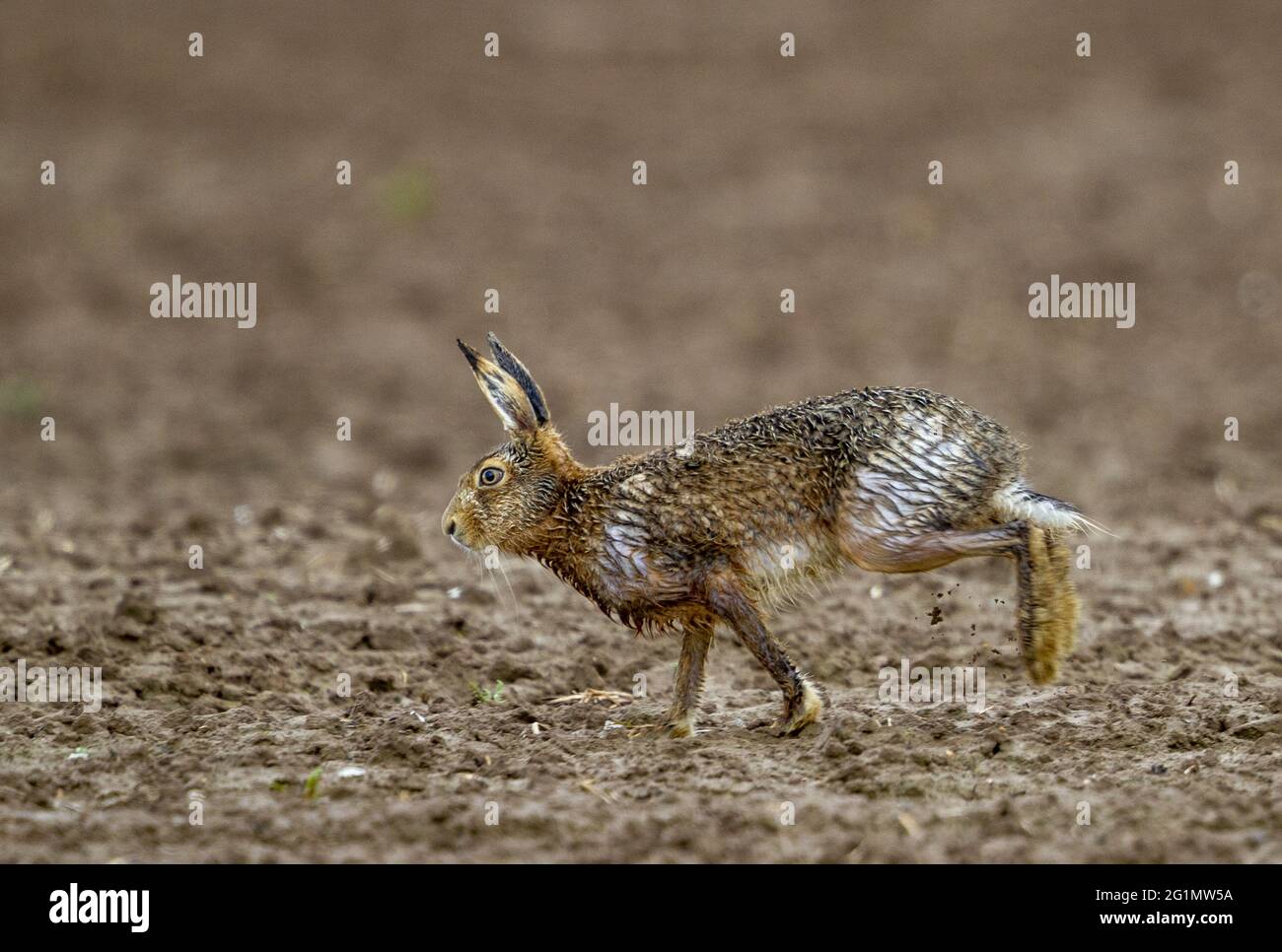 France, Oise, Senlis region, arable land, European hare (Lepus